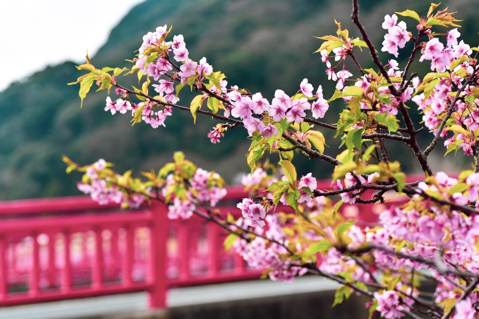 河津桜 河津桜